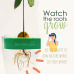 AvoSeedo Grow Your Own Avocado Tree Bowl Growing Kit Evergreen Plant Pot AvoSeedo Grow Your Own Avocado Tree Bowl Growing Kit Evergreen Plant Pot